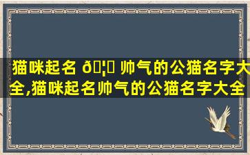 猫咪起名 🦅 帅气的公猫名字大全,猫咪起名帅气的公猫名字大全四个 🌷 字